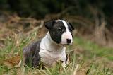 BULL TERRIER MINIATURE 282